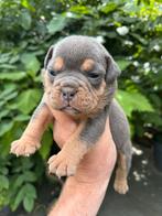 Bullforce Old English Bulldog pups vanaf 1500€, Dieren en Toebehoren, Nederland, 15 weken tot 1 jaar, Rabiës (hondsdolheid), Teef