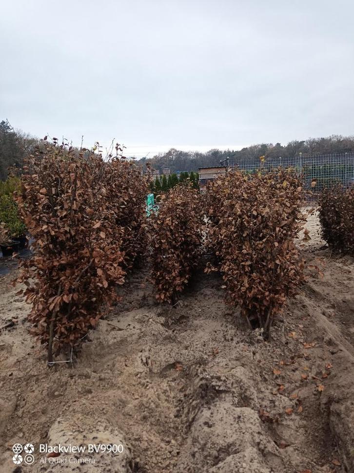 Groene / rode beuken fagus sylvatica 60 - 175cm planten, Tuin en Terras, Planten | Struiken en Hagen, Struik, Beukenhaag, 100 tot 250 cm