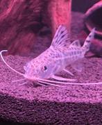 2x Synodontis eupterus (Featherfin meerval), Dieren en Toebehoren, Vis