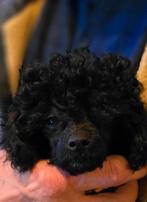 toy poedels, Dieren en Toebehoren, Honden | Chihuahua's en Gezelschapshonden, Poedel, CDV (hondenziekte), 8 tot 15 weken, Teef