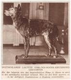 Knipsel 1928 Opgezette Hond Preparateur Rode Kruis Oorlog, Ophalen of Verzenden, 1920 tot 1940, Natuur