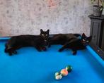 2 zwarte kater broertjes zoeken een nieuw huisje., Dieren en Toebehoren, Katten en Kittens | Overige Katten, Kater, Kortharig