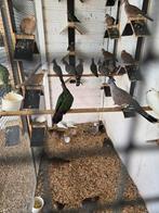 Australische kuif duiven, Dieren en Toebehoren, Vogels | Duiven, Meerdere dieren, Overige soorten