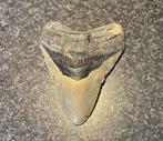 Orginele Megalodon haaientand USA, Verzamelen, Mineralen en Fossielen, Ophalen of Verzenden, Mineraal