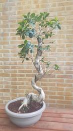 Bonsai Ficus microcarpa, Bloeit niet, Overige soorten, Minder dan 100 cm, Ophalen