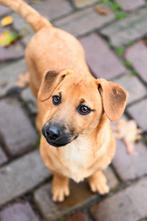 Gio klein sociaal reutje 4 maanden, Dieren en Toebehoren, Honden | Niet-rashonden, Particulier, Rabiës (hondsdolheid), 15 weken tot 1 jaar