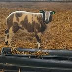 Bonte ram, Dieren en Toebehoren, Mannelijk, Schaap