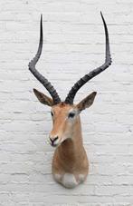 Grote opgezette KOP IMPALA antilope (gewei), Ophalen, Zo goed als nieuw, Hert, Gewei of Kop
