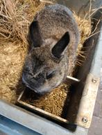 Dwergkonijn, Dieren en Toebehoren, Vrouwelijk, Dwerg