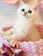 Prachtige silver tabby/silver shaded britse korthaar kittens, Meerdere dieren, Ontwormd, 0 tot 2 jaar
