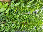 30 smalgroeiende Genolia Laurierhaag 125-150 cm., Tuin en Terras, Planten | Struiken en Hagen, Ophalen of Verzenden, Laurier, Haag