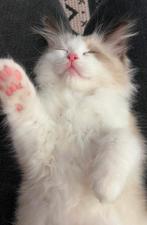 Kat, Dieren en Toebehoren, Katten en Kittens | Raskatten | Langhaar, Kater, 0 tot 2 jaar