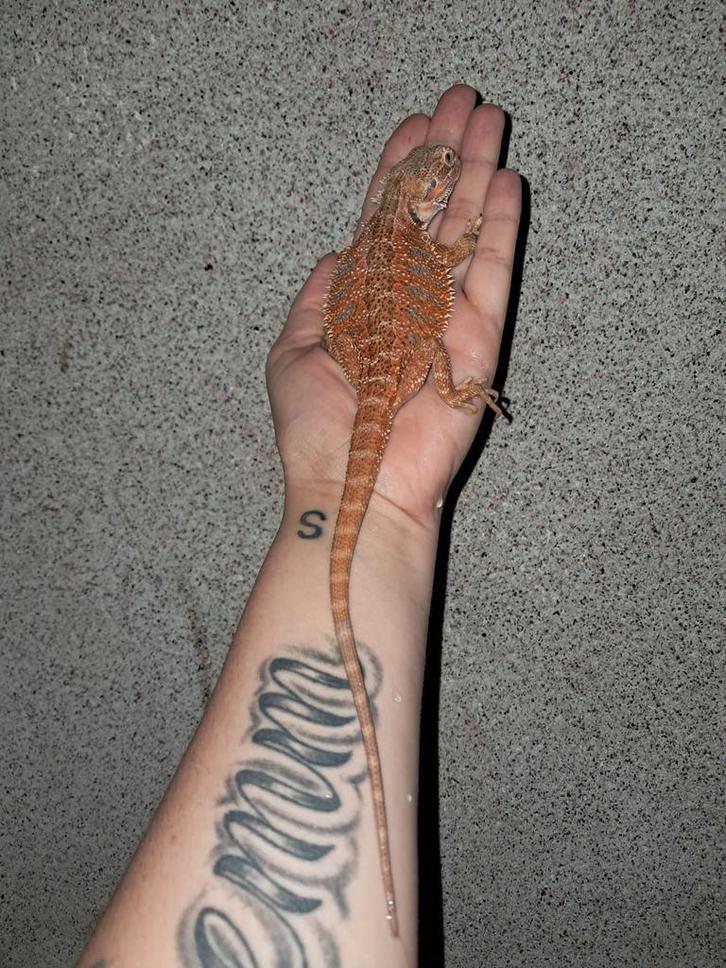 Baardagaam (scraggy), Dieren en Toebehoren, Reptielen en Amfibieën, 0 tot 2 jaar, Tam