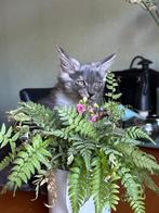 Mooie Maine Coon kittens met stamboom, Dieren en Toebehoren, Meerdere dieren, Gechipt