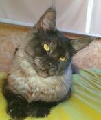 Black Smokky Maine coon  kater,1 jaar met staamboom., Kater, Gechipt, 0 tot 2 jaar