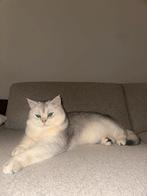 Britse korthaar dekkater. Niet te koop, Dieren en Toebehoren, Katten en Kittens | Overige Katten, Kater