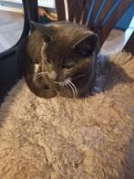 Jonge Boerderij  Poesjes., Dieren en Toebehoren, Katten en Kittens | Dekkaters