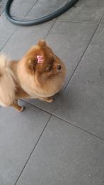 Pomeriaan bear face pup reutje, Parvo, Keeshond, 8 tot 15 weken, Meerdere