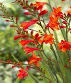Crocosmia in potten te koop, Tuin en Terras, Ophalen of Verzenden, Zomer, Vaste plant, Volle zon