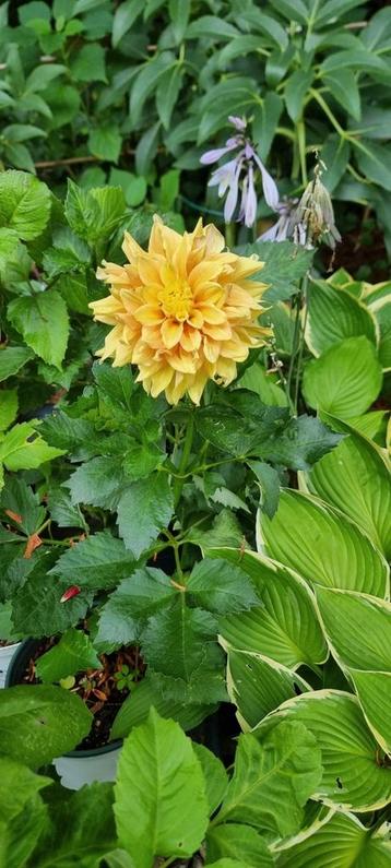 Verschillende prachtige Dahlia's beschikbaar voor biedingen