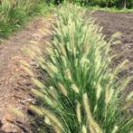 Pennisetum 'Hameln" (Lampenpoetsersgras), met kwatumkorting, Ophalen of Verzenden, Vaste plant