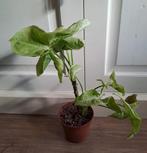 Syngonium Milk Confetti Arrowhead kamerplant OPHALEN, Ophalen, Overige soorten, Halfschaduw, In pot