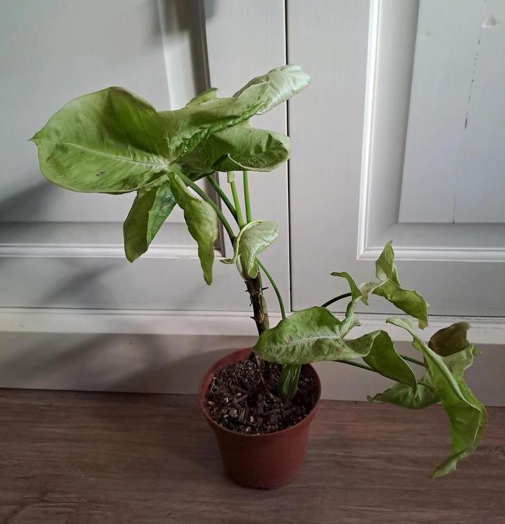 Syngonium Milk Confetti Arrowhead kamerplant🪴OPHALEN🪴, Huis en Inrichting, Kamerplanten, Overige soorten, Minder dan 100 cm