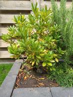 Rhododendron struik, Ophalen, Overige soorten