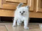 leuke heilige birmaan kittens te koop, Meerdere dieren, 0 tot 2 jaar