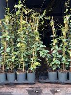 Jasmijnen 100 cm plus super prijs 6,,95 vanaf 20 stuks, Tuin en Terras, Planten | Tuinplanten, Ophalen, Volle zon, Vaste plant