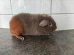 US-teddy cavia slate-goud-wit beer met stamboom, Dieren en Toebehoren, Knaagdieren, Cavia, Juni, Mannelijk, Tam