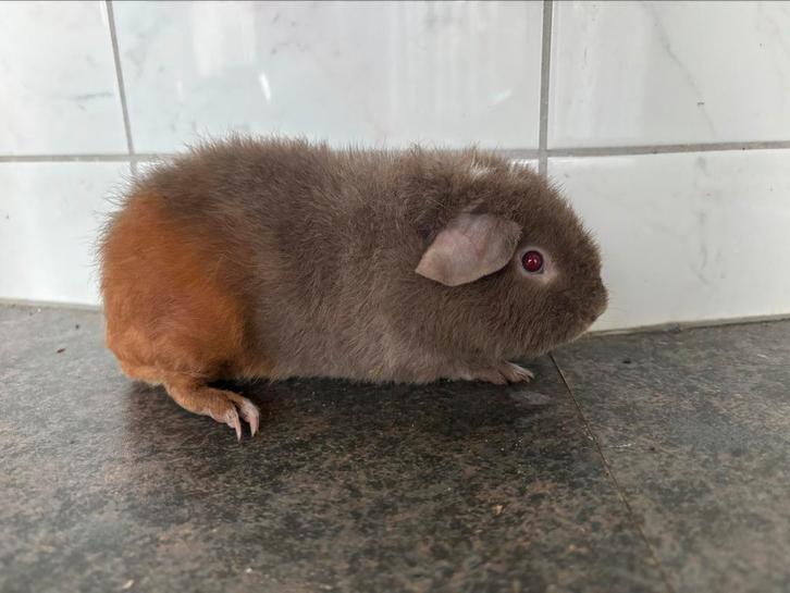 US-teddy cavia slate-goud-wit beer met stamboom, Dieren en Toebehoren, Knaagdieren, Mannelijk, Cavia, Juni, Tam