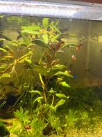 Aquariumplanten te koop, Ophalen of Verzenden, Nieuw, Plant(en), Steen of Hout
