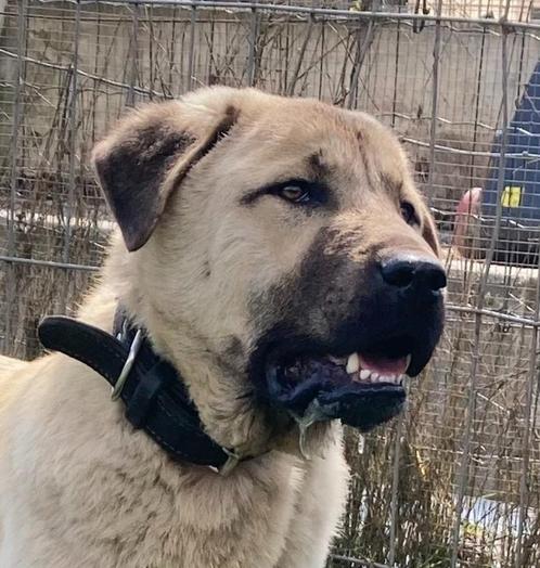 Kangal-Anatolische herder reu (waakhond), Dieren en Toebehoren, Honden | Herdershonden en Veedrijvers, Reu, Overige rassen, Fokker | Hobbymatig