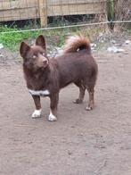 Prachtig Corgi teefje, Dieren en Toebehoren, Parvo, België, Particulier, 15 weken tot 1 jaar