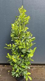 Laurier, Tuin en Terras, Planten | Tuinplanten, Ophalen of Verzenden, Overige soorten, Halfschaduw