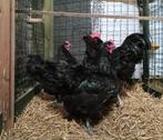 australorp groot zwart, Meerdere dieren, Kip