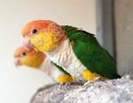 Roestkop caique pop GEZOCHT, Dieren en Toebehoren, Vrouwelijk, Papegaai, Geringd