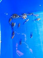 Ghost koi 7-10 cm indien gewenst bezorgd aan huis, Dieren en Toebehoren, Vissen | Vijvervissen, Karper of Koi