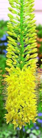 Vaste planten, Overige soorten, Volle zon, Vaste plant, Ophalen of Verzenden