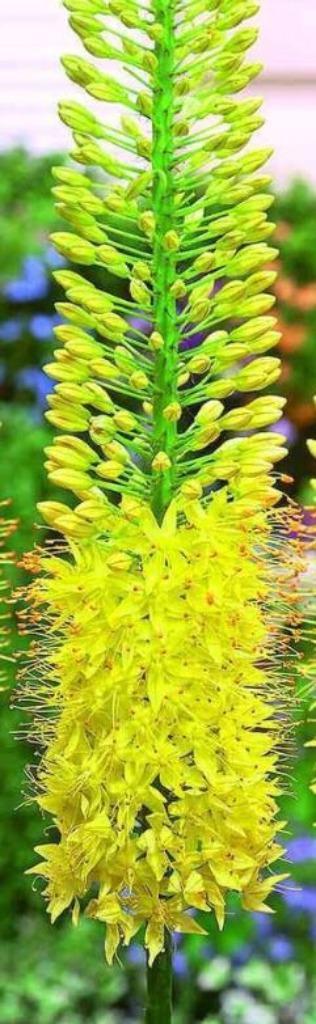 Vaste planten, Tuin en Terras, Planten | Tuinplanten, Vaste plant, Overige soorten, Volle zon, Zomer, Ophalen of Verzenden