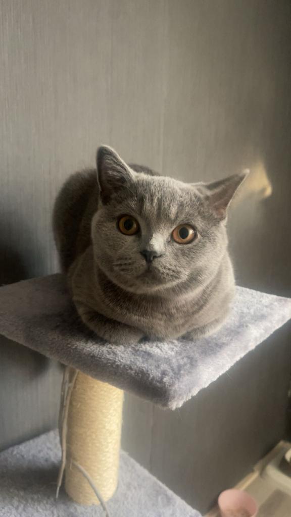 britse korthaar 8 maanden oud inclusief alle spullen, Dieren en Toebehoren, Katten en Kittens | Overige Katten, Poes