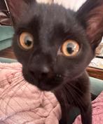 Lief poesje zoekt een nieuw thuis!, Dieren en Toebehoren, Katten en Kittens | Overige Katten, Poes, 0 tot 2 jaar