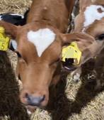 2 mooie roodbonte vaars kalfjes, Dieren en Toebehoren, Runderen, Vrouwelijk, 0 tot 2 jaar