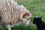 Ouessant schapen | Dekram te leen | Diverse kleuren, Dieren en Toebehoren, Mannelijk, Schaap, 0 tot 2 jaar