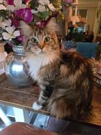 Maine coon poes, Poes, Gechipt