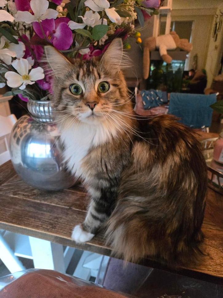 Maine coon poes, Dieren en Toebehoren, Katten en Kittens | Raskatten | Langhaar, Poes, Gechipt, Ontwormd, Ingeënt