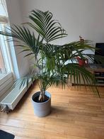 Grote kentia Palm in Pot, Ophalen, Palm, Halfschaduw, In pot
