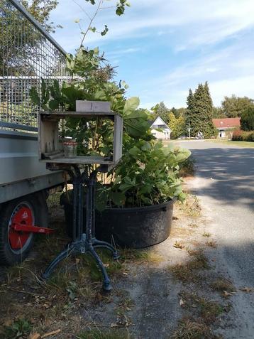 Diverse planten, bomen beschikbaar voor biedingen