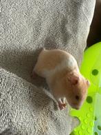 Jonge goudhamsters, Dieren en Toebehoren, Hamster, Meerdere dieren, Tam, September